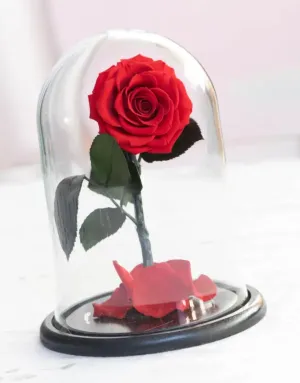 *NEW* Everlasting Rose Dome 🌹