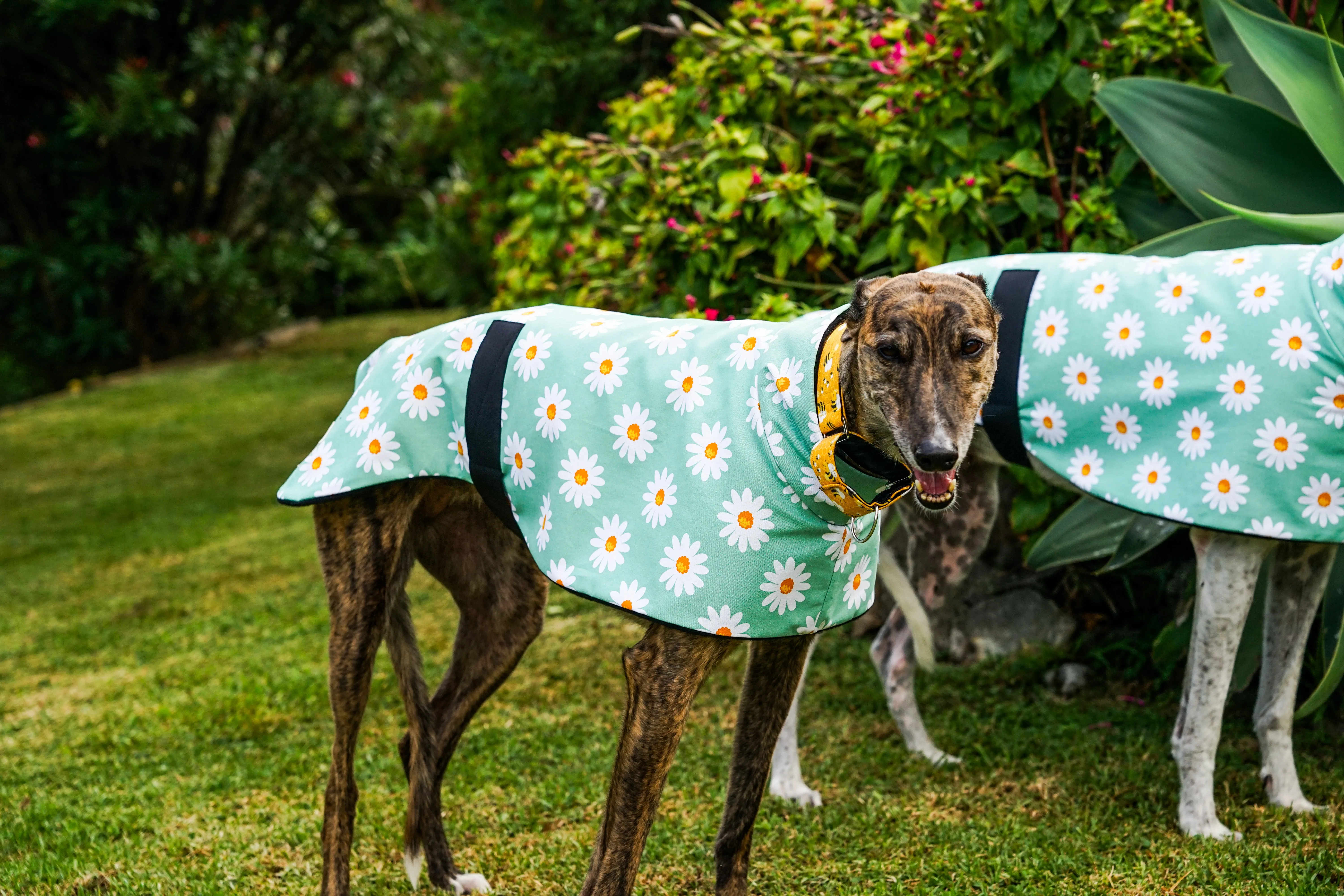 Our sage daisy cotton sports