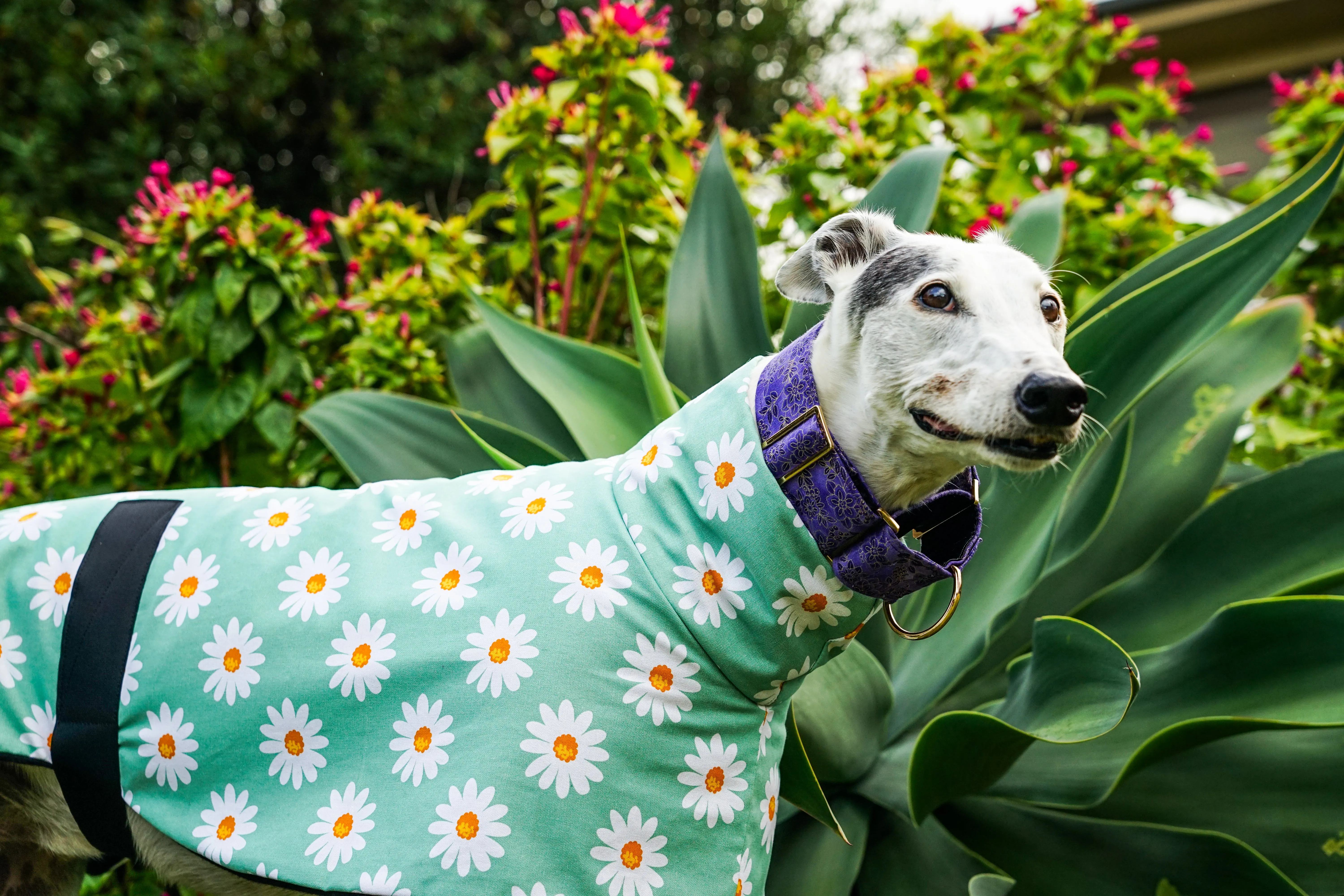 Our sage daisy cotton sports
