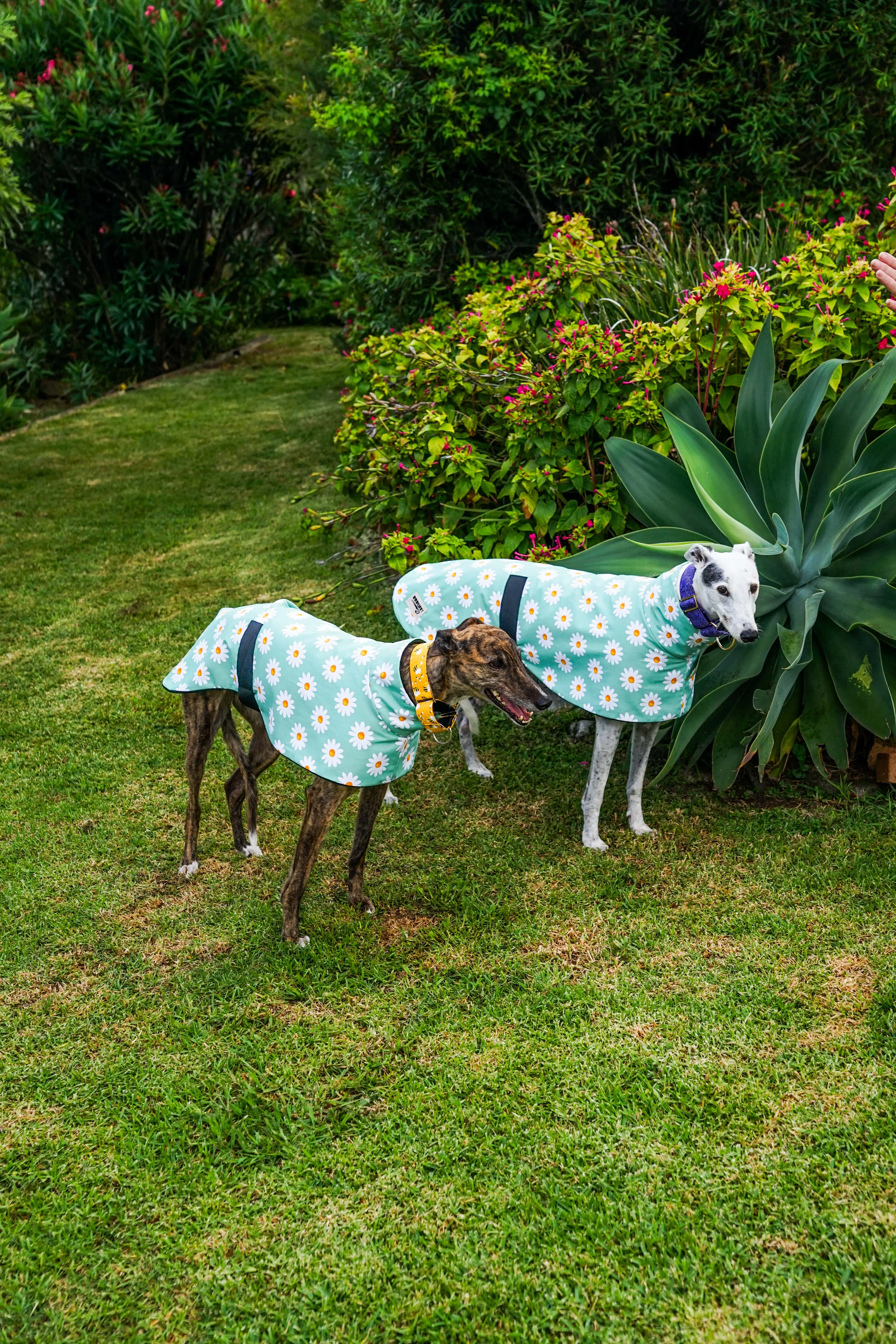 Our sage daisy cotton sports