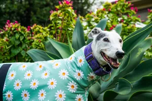 Our sage daisy cotton sports