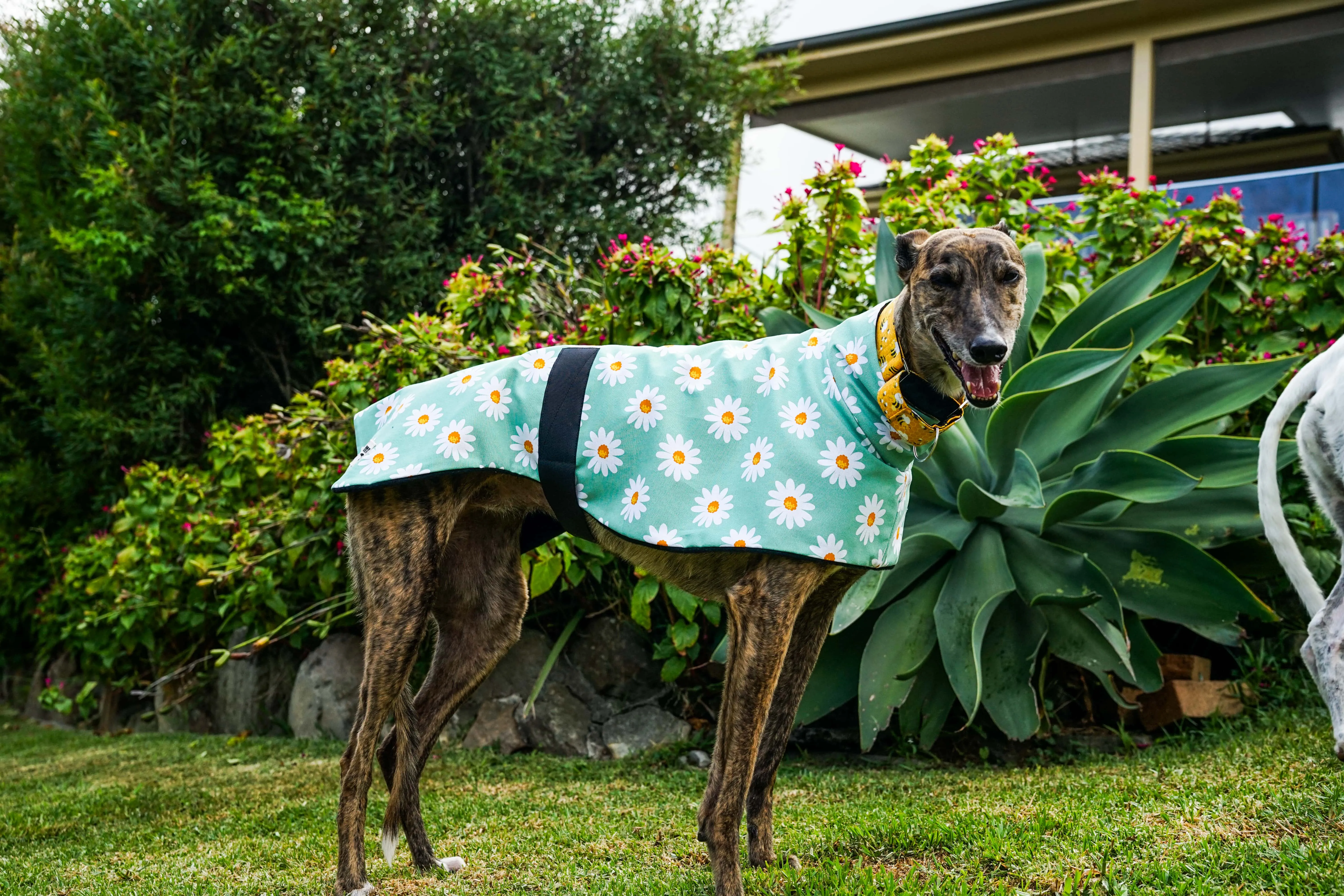 Our sage daisy cotton sports