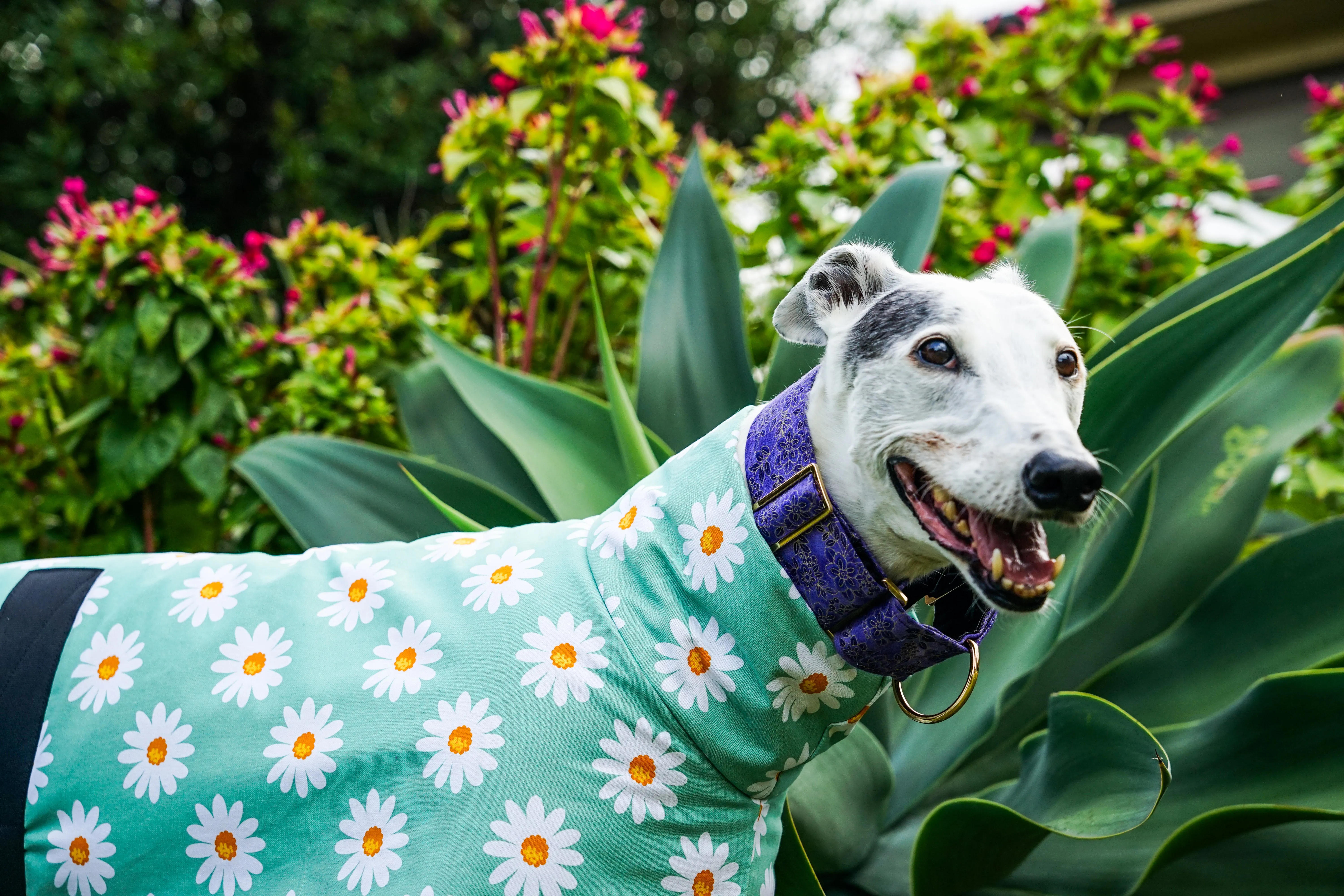 Our sage daisy cotton sports